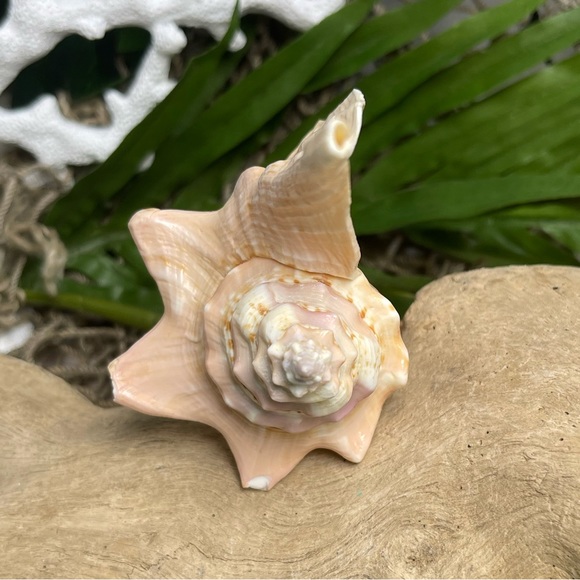 Unique Rare Rooster Tail Conch Seashell Collector Coastal Nautical Display Shell - Picture 13 of 17